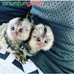 Imagine anunţ Marmoset Monkeys de vânzare