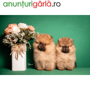 Imagine anunţ Pomeranian Spitz cățeluși