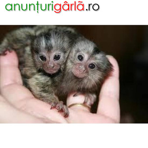 Imagine anunţ Maimuțe marmoset disponibile