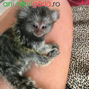 Imagine anunţ Maimuțe marmoset sănătoase sunt disponibile
