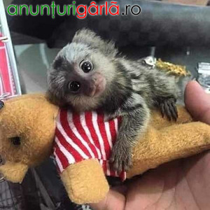 Imagine anunţ Pui de maimuțe marmoset pentru adopție