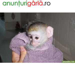 Imagine anunţ Femeie superbă de maimuță capucină