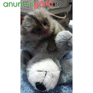 Imagine anunţ Frumoase maimuțe marmoset de vânzare