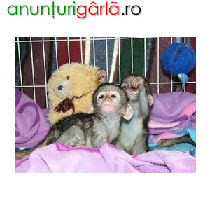 Imagine anunţ De vânzare gemeni pui de maimuțe capucin