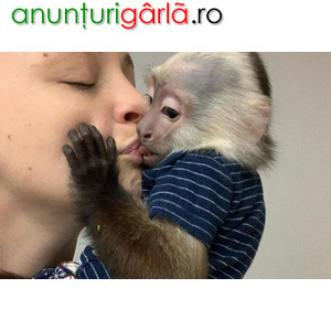Imagine anunţ De vânzare magnifice pui de maimuțe capucin