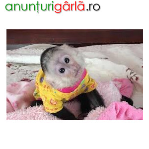 Imagine anunţ De vânzare pui prietenos de maimuțe capucin