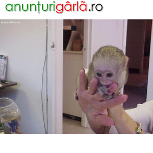 Imagine anunţ Maimuță superbă gata de adopție