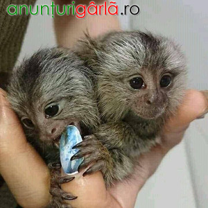 Imagine anunţ Maimuțe marmoset drăguțe care au nevoie de o casă nouă