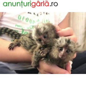Imagine anunţ Maimuțe marmoset gemene de vânzare
