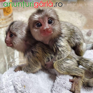 Imagine anunţ Minunata maimuță marmoset pentru adopție