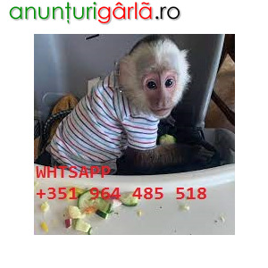 Imagine anunţ Minunate maimuțe capucine de vânzare