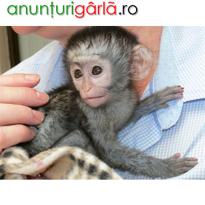 Imagine anunţ Pui de maimuță capucină inteligentă de vânzare