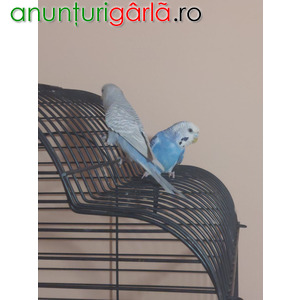 Imagine anunţ Vand Papagali Perusi