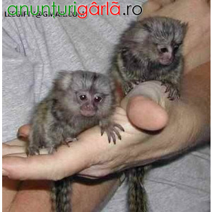 Imagine anunţ de vânzare pui de maimuță marmoset