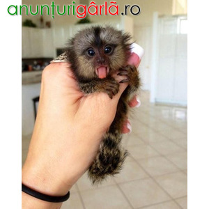 Imagine anunţ degetul jovial pui de maimuță marmoset de vânzare