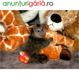 Imagine anunţ pui de maimuță marmoset cu degete inteligente de vânzare