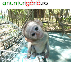 Imagine anunţ Femele de maimuță capucină sunt disponibile