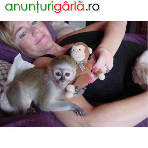 Imagine anunţ Maimuță Capucină adorabilă pentru adopție