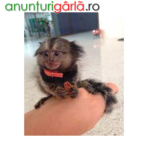 Imagine anunţ Maimuță marmoset drăguță disponibilă