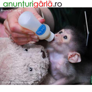 Imagine anunţ Maimuțe Capucine talentate pentru adopție