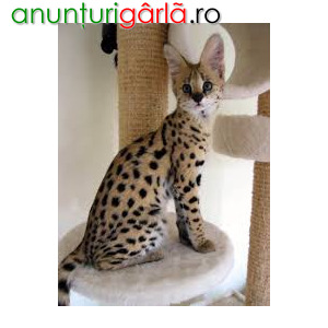 Imagine anunţ Beautiful Serval Kittens for sale