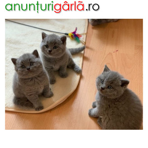 Imagine anunţ British shorthair kittens for sale