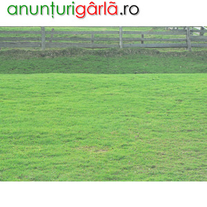 Imagine anunţ Intretinere spatii verzi - Tai tund iarbă Bălării Gazon Defrișări