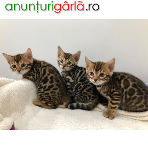 Imagine anunţ Lovely Bengal kittens for sale