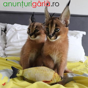 Imagine anunţ Lovely Caracal Kittens for Sale