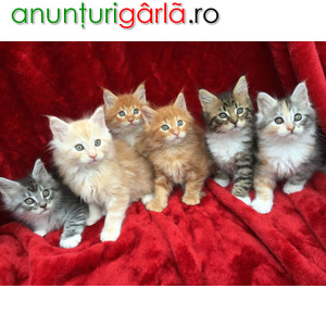 Imagine anunţ Lovely Maine Coon Kittens for sale