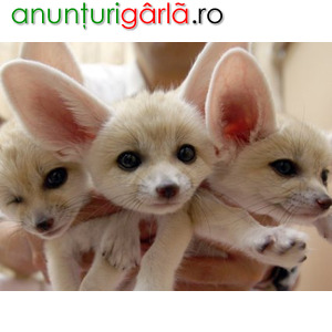 Imagine anunţ Lovely Registered Fennec fox for sale