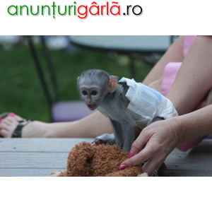 Imagine anunţ Maimuță Capucină cu față albă de vânzare