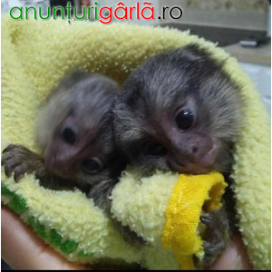 Imagine anunţ Maimuțe marmoset frumoase de vânzare