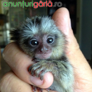 Imagine anunţ Maimuțe marmoset superbe pentru adopție