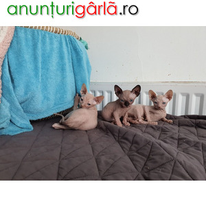 Imagine anunţ Sphynx Kittens available for sale