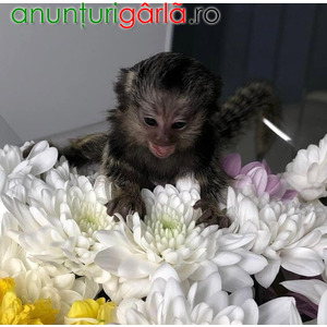 Imagine anunţ Super Cute Marmoset Monkeys sunt disponibile acum