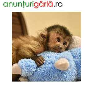 Imagine anunţ Maimuțe Capucine super drăguțe