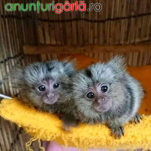 Imagine anunţ Maimuțe marmoset sănătoase sunt disponibile