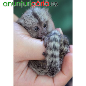 Imagine anunţ Maimuță Marmoset de vânzare