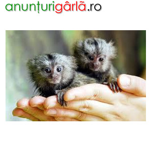 Imagine anunţ Maimuțe Capuchine Pentru Adopție