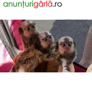 Imagine anunţ Maimuțele capucine au nevoie de o casă nouă