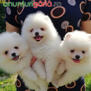 Imagine anunţ Pomeranian Boo alb imaculat