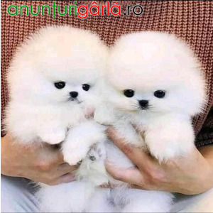 Imagine anunţ Pomeranian mini Boo