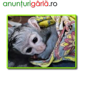 Imagine anunţ Scutece Maimuță Capucină dresată Copii pentru adopție