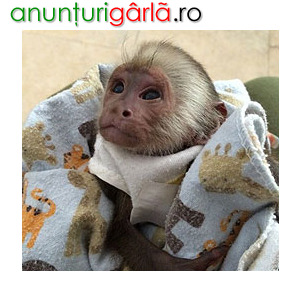 Imagine anunţ disponibile pui de maimuță capucină