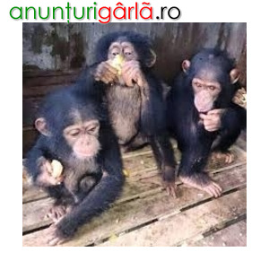 Imagine anunţ Cimpanzeu sănătos de vânzare