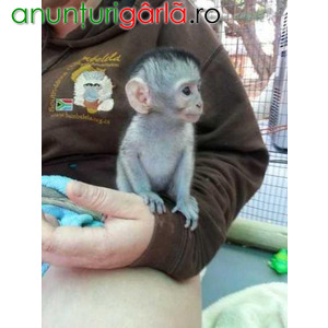 Imagine anunţ De vânzare 2 maimuțe Capuchine minunate