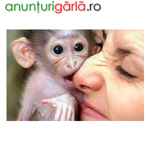 Imagine anunţ Maimuțe capucine pentru adopție