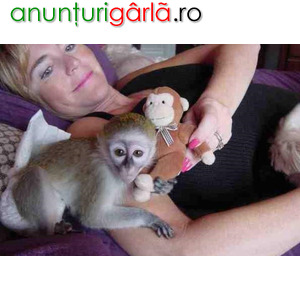 Imagine anunţ Maimuțe capucine sănătoase pentru adopție