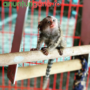 Imagine anunţ Maimuțe capucinine frumoase disponibile
